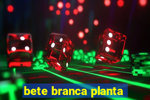 bete branca planta